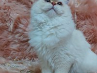 1.5 yaşında dişi british longhair