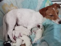 JACK RUSSELL YAVRULAR REZERVE EDİLİR