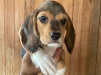 Beagle bebişler
