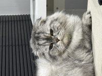 Kedimize acil yeni yuva arıyoruz