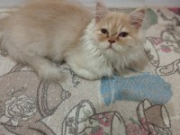 Şımarık kardeşler chinchilla