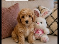 Maltipoo yavrular