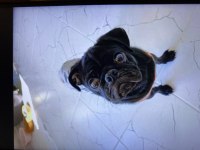 6 aylık erkek Pug yavru damızlık