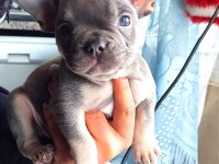 A kalite egzotik lilac tan isabella french bulldog