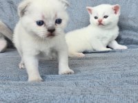 Scottish fold blue point