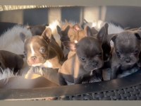 Tok kalite blue french bulldog