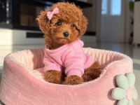 Safkan Toy Poodle