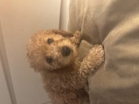 2 aylık Toy Poodle yavruları