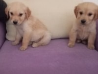 Golden retriever yavrumuz baby face ırk garantili teslim