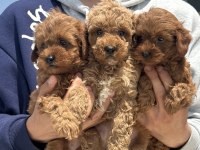 Ruhsatlı çiftlikde ziyarete açık maltipoo yavrular