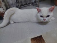 British shorthair 8 aylık kedimiz