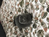 %100 saf kan scottish fold