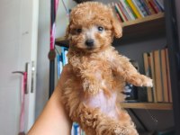 Toy poodle yavrularımız