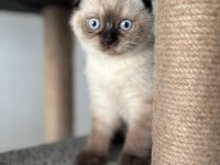Blue point british shorthair