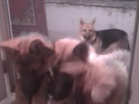 10 Aylık Alman Çoban Köpeği (Workline- Show line) Melez