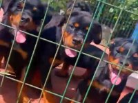 Scr Rottweiler