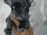 French Bulldog Marley