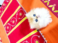 Full Şecereli Ny 11 British Longhair 56 Günlük Kızım