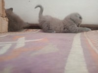 UYGUN PUANLI SAFKAN SCOTTİSH FOLD YAVRULARIMIZ