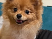 7 aylık dişi pomeranian