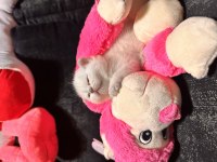 Orjinal ırk Scottish Fold mavi gözlü
