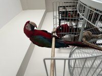 Kırmızı yeşil kanat macaw
