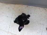 Çok sevimli bir köpektir