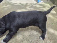 Cane Corso Yavruları