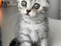Yavru Scottish Fold