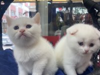 British shorthair yavru kedimiz