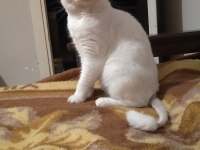 British Shorthair Paşamız Yeni Yuvasını Aramakta