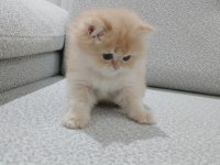 Golden british longhair erkek safkan yavrum