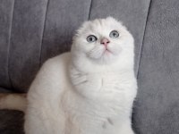 İzmir İçi Ücretsiz Yetişkin Dişi Scottish Fold