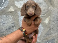 Sevimli Dachshund (Sosis Köpek) Yavrularımız