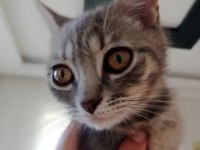 4 aylık erkek ragdoll