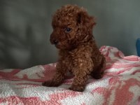 Toy Poodle Yavrularımız