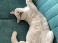 British Shorthair Blue Point 5 Aylık Yavru