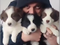 Çok iyi border collie yavruları istanbul