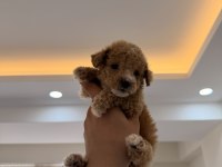 WC PET EĞİTİMLİ KORE TEACUP POODLE YAVRUMUZ