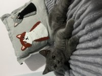 3 aylık erkek british shorthair yavrumuza yuva arıyoruz