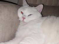 Kedimiz için hiçbir ücret talep etmiyoruz