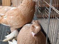 Özbek taklacı güvercinleri (Sarı-beyaz çift tepeli)