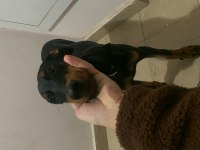 Yetiştirilmiş doberman köpeği