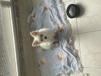 Pomeranian spitz
