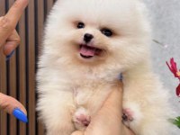 Güzeller Güzeli Pomeranian Bebekler