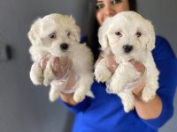 Ufacık maltese terrier yavrularım