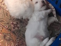 0 numara Maltese bebeklerimiz