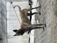 Belçika Malinois Köpeği