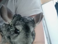 Chinchilla Erkek
