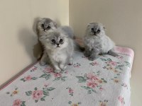 Sevimli Scottish Fold Yavrular